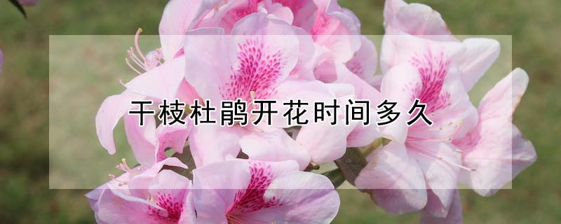 干枝杜鹃开花时间多久