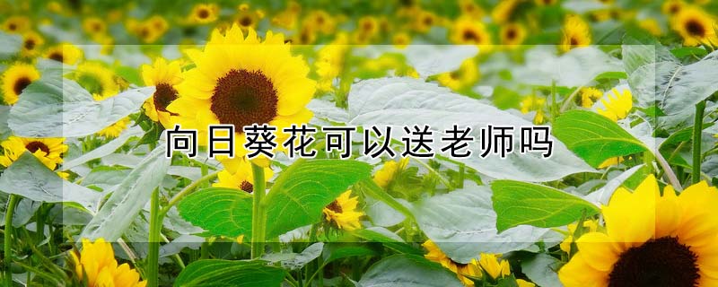 向日葵花可以送老师吗 农村致富经