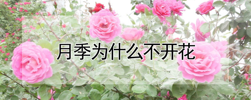 月季为什么不开花