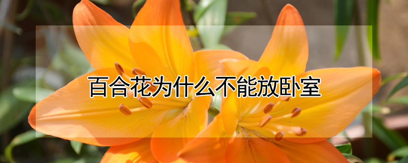 百合花为什么不能放卧室