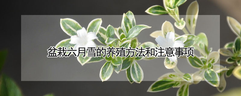 盆栽六月雪的养殖方法和注意事项