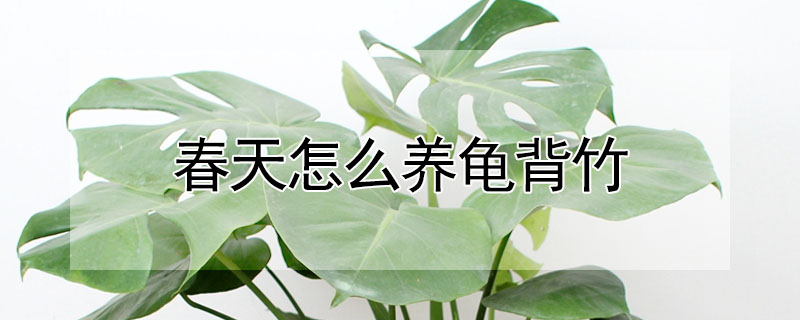 春天怎么养龟背竹