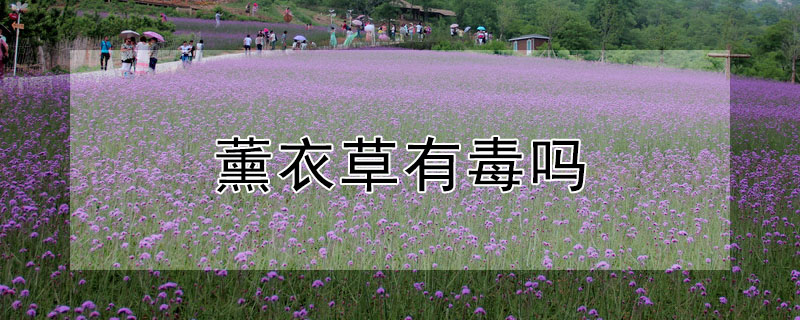 薰衣草有毒吗