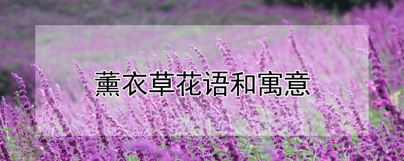 薰衣草花语和寓意