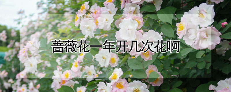 蔷薇花一年开几次花啊