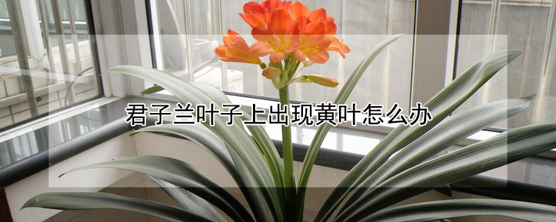 君子兰叶子上出现黄叶怎么办