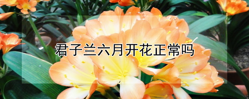 君子兰六月开花正常吗