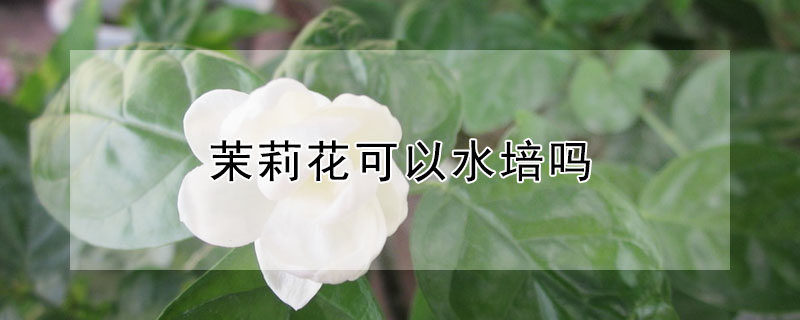 茉莉花可以水培吗