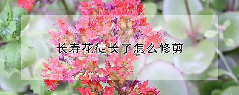 长寿花徒长了怎么修剪