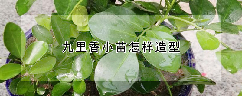 九里香小苗怎样造型