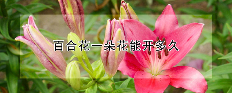 百合花一朵花能开多久