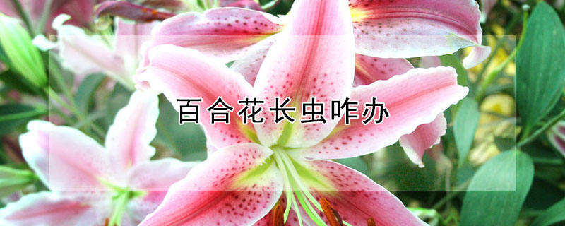 百合花长虫咋办