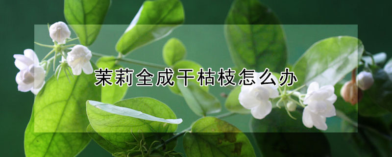 茉莉全成干枯枝怎么办