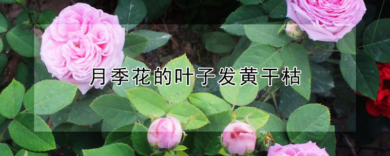 月季花的叶子发黄干枯