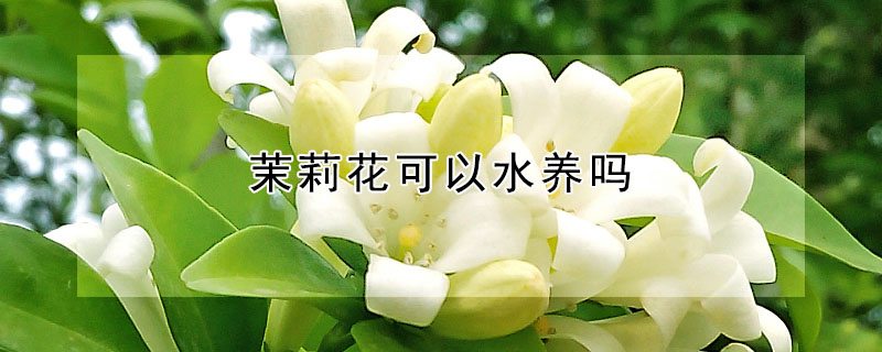 茉莉花可以水养吗