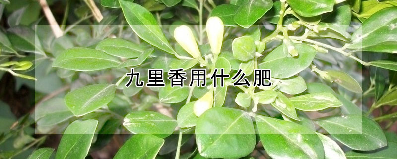 九里香用什么肥