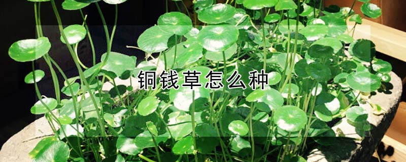 铜钱草怎么种