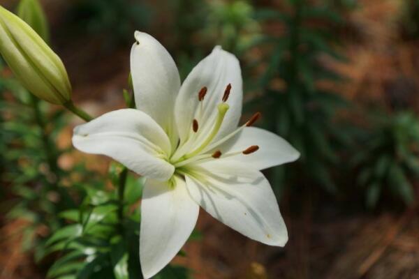 百合花叶烧病怎么办