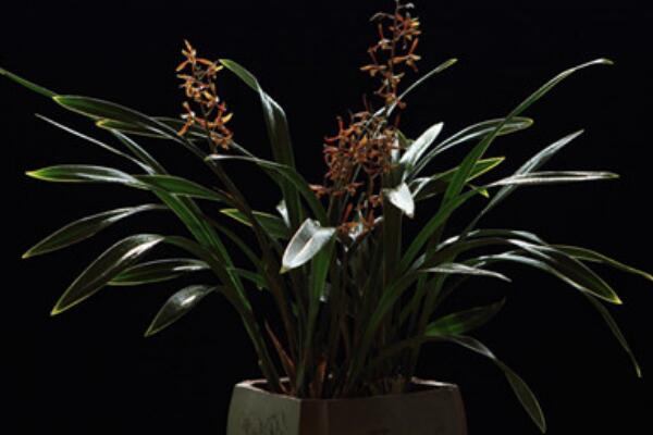 墨兰盆栽怎么配土