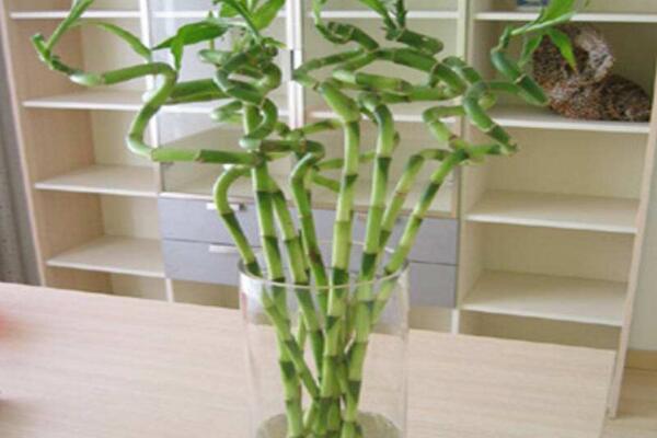 水培转运竹发黄怎么办