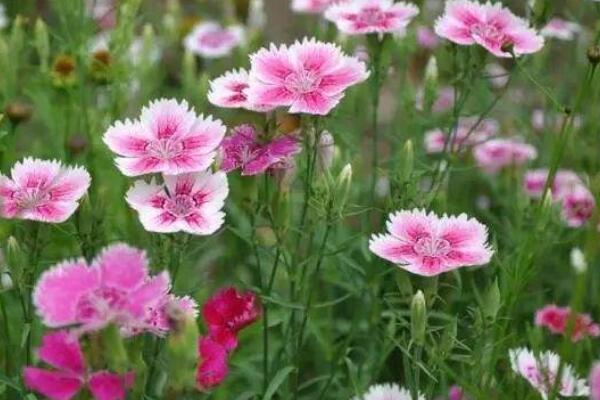 常夏石竹怎么修剪