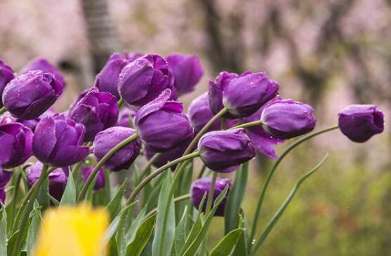 郁金香的花语是什么，郁金香享誉世界花后