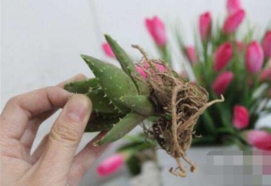 芦荟乱根怎么办，芦荟乱根解决办法