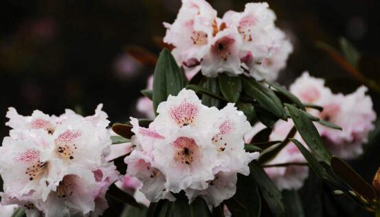 杜鹃花什么时候开，不同品种不同时期开