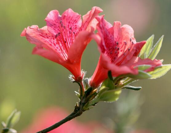 杜鹃花怎么繁殖，杜鹃花繁殖方法