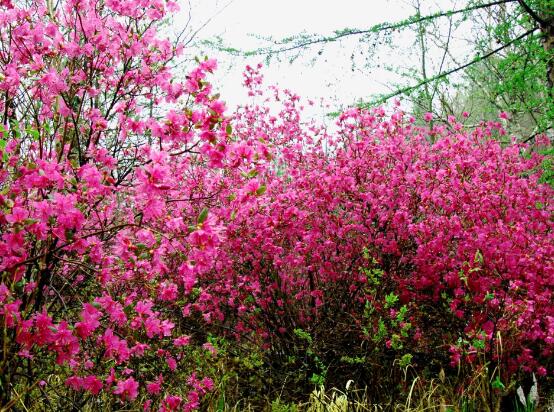 杜鹃花花语是什么，代表着永远属于你