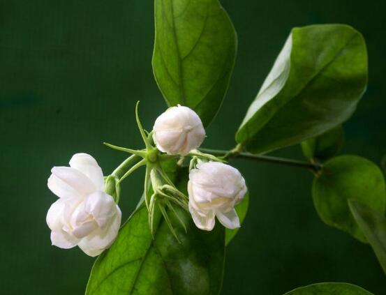 茉莉花叶子发黄怎么办，茉莉花叶子发黄解决办法