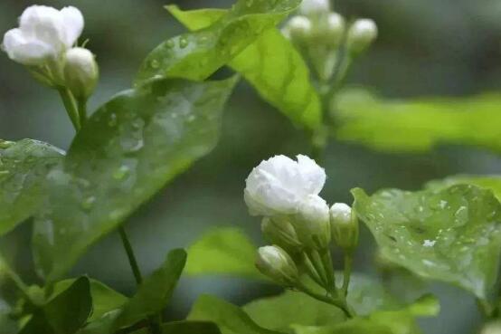 茉莉花叶子发黄怎么办，茉莉花叶子发黄解决办法