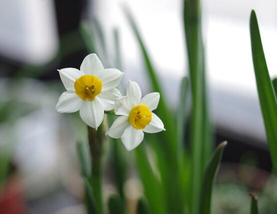 水仙花怎么养，水仙花养殖方法