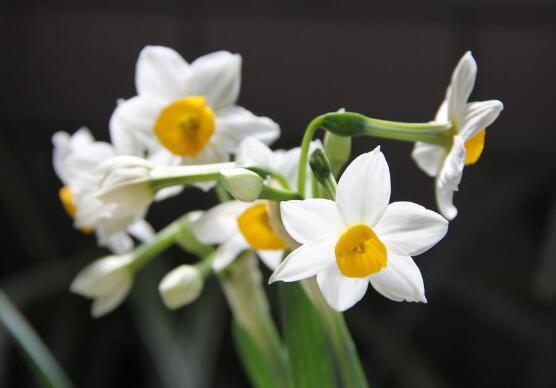 水仙花花语是什么，象征着纯洁和吉祥