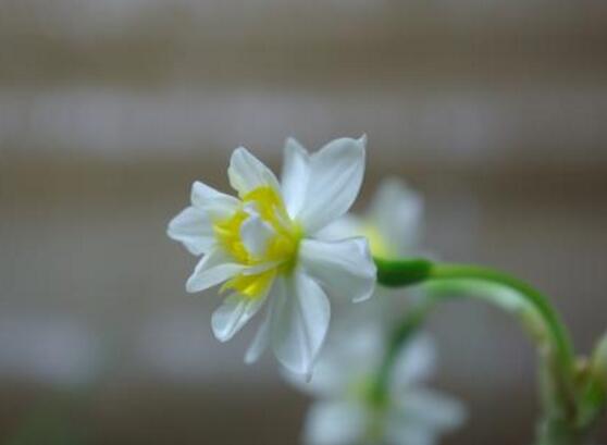 水仙花的功效与作用，水仙花六大功效与作用