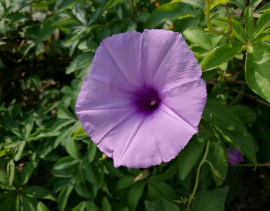 牵牛花有毒吗，牵牛花可以在室内养吗