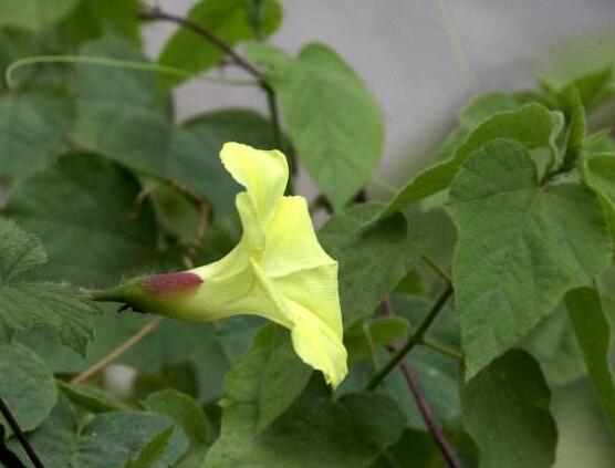 牵牛花叶子发黄怎么办，牵牛花叶子发黄解决办法