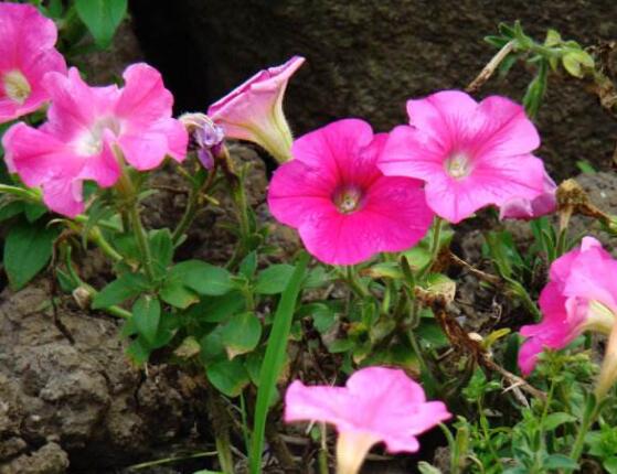 牵牛花怎么浇水，牵牛花浇水方法