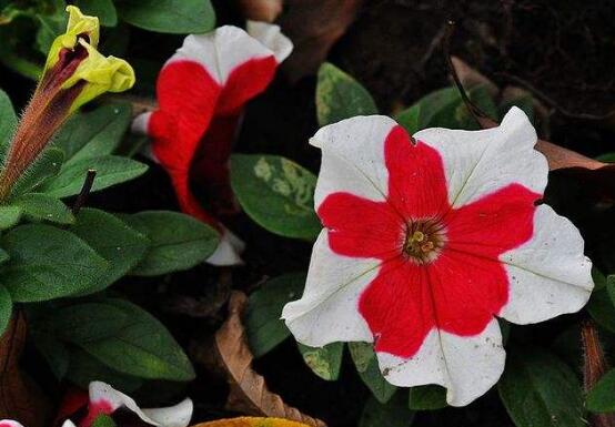 牵牛花怎么修剪，牵牛花修剪方法