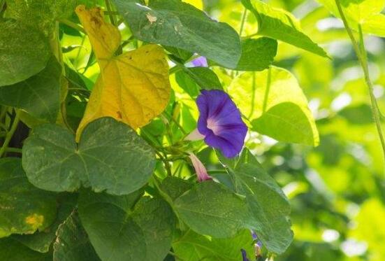 牵牛花什么时候开花，牵牛花在每年6-10月开花