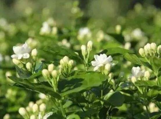 茉莉花施什么肥好，茉莉花施磷钾肥和有机肥最好