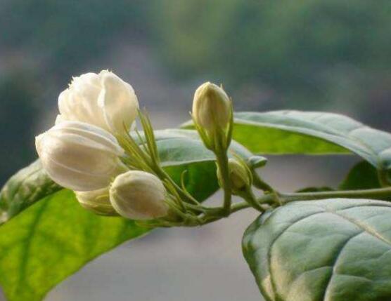 茉莉花烂根怎么救，茉莉花烂根解救办法