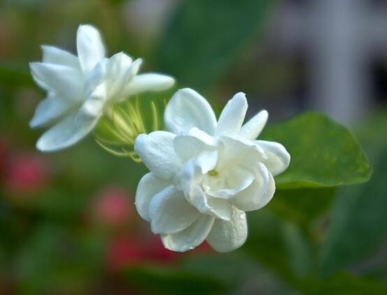 茉莉花品种，茉莉花最受欢迎八大品种