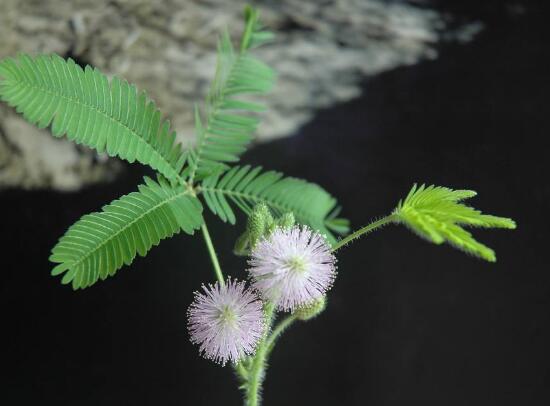 含羞草怎么浇水，含羞草浇水方法