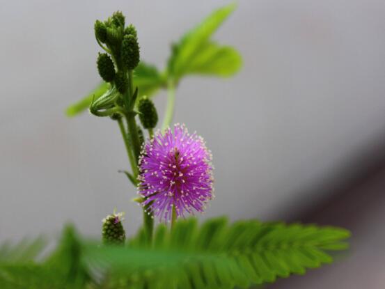 含羞草花期，含羞草花期在每年九月盛放