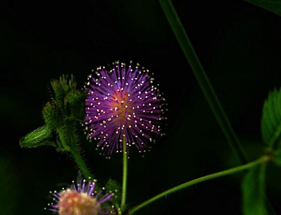 含羞草花期，含羞草花期在每年九月盛放