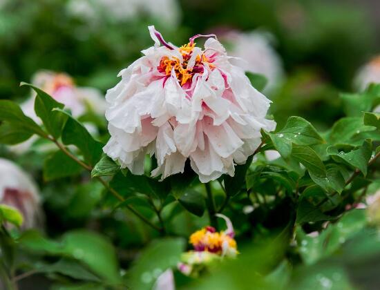 牡丹花什么时候开，牡丹花在每年5月开花(一年开一次)