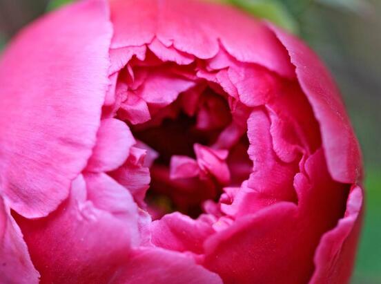 牡丹花花期，牡丹花的花期4-5月份(绽放十天)