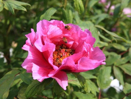 牡丹花花语是什么，代表着富贵吉祥、繁荣昌盛