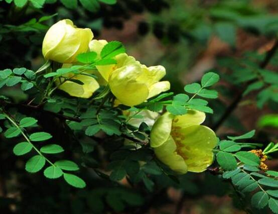 野蔷薇花，野蔷薇花特点